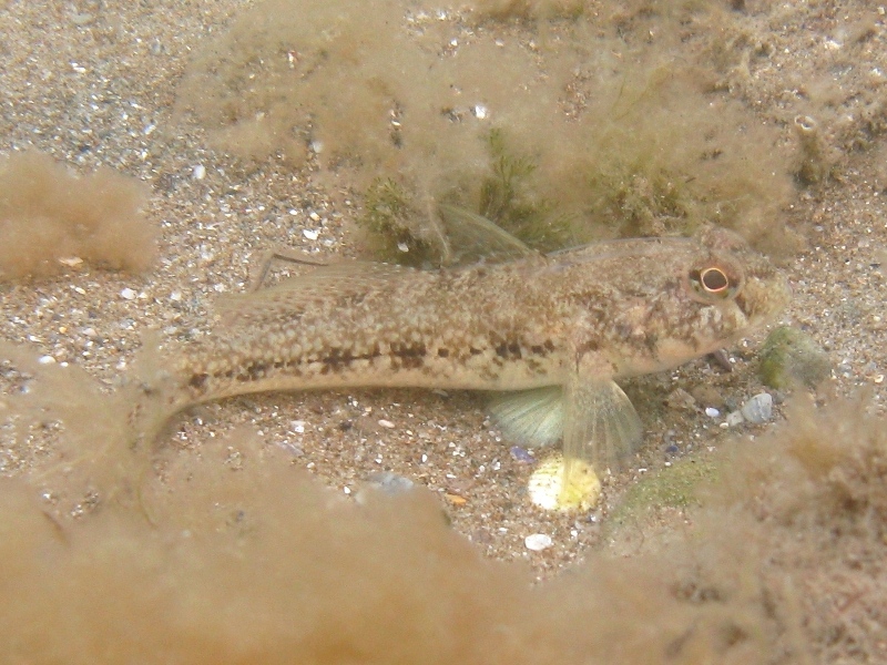 Gobius niger